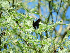 Limenitis arthemis arizonensis
