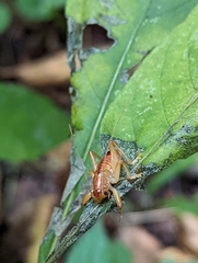 Camptonotus carolinensis