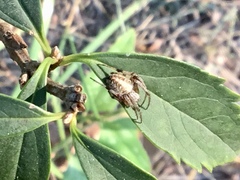 Metepeira labyrinthea