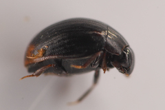 Megasternum posticatum