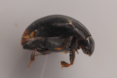 Megasternum posticatum