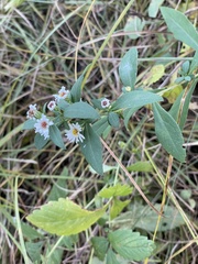 Boltonia asteroides