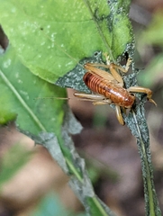Camptonotus carolinensis