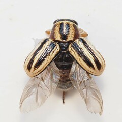 Pachybrachis dubiosus