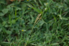 Bothriochloa pertusa
