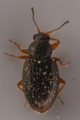 Corticariinae