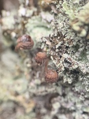 Mycena corticola