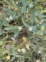 Boltonia asteroides