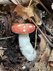 Hypomyces luteovirens