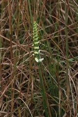 Spiranthes cernua
