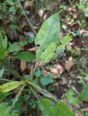 Camptonotus carolinensis