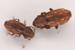 Usechus