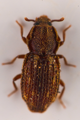 Usechus