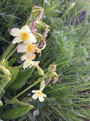 Primula ruprechtii