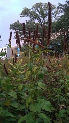 Agastache scrophulariifolia