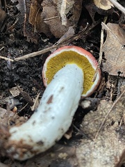 Hypomyces luteovirens