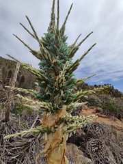 Puya alpestris