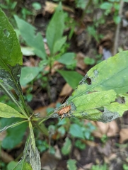 Camptonotus carolinensis