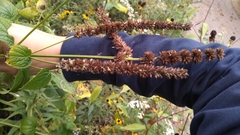 Agastache scrophulariifolia