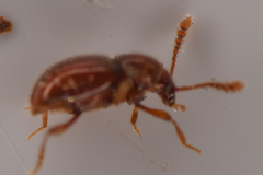 Cephennodes