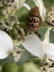 Cryptocephalus fulguratus