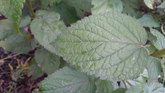 Agastache scrophulariifolia