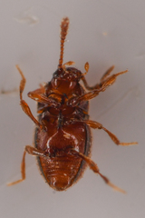 Cephennodes