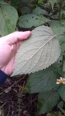 Agastache scrophulariifolia