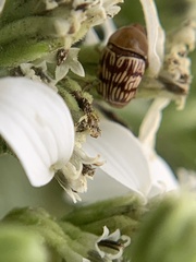 Cryptocephalus fulguratus