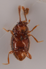 Cephennodes