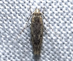 Gelechiidae