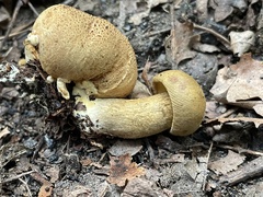 Pseudoboletus parasiticus