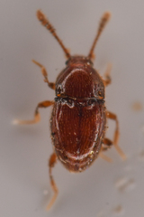 Cephennodes