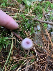 Inocybe lilacina