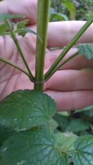 Agastache scrophulariifolia