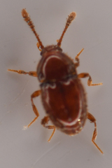 Cephennodes