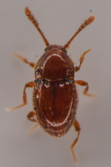Cephennodes