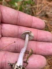 Inocybe lilacina