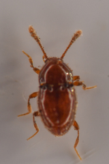Cephennodes