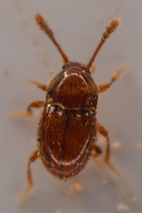 Cephennodes