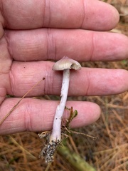 Inocybe lilacina