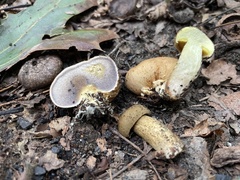 Pseudoboletus parasiticus