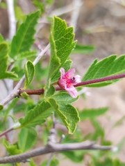 Bridgesia incisifolia