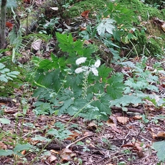 Actaea racemosa