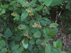 Physocarpus opulifolius