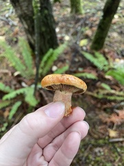 Lactarius rubrilacteus