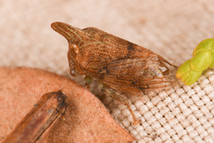 Platycotis minax