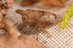 Platycotis minax