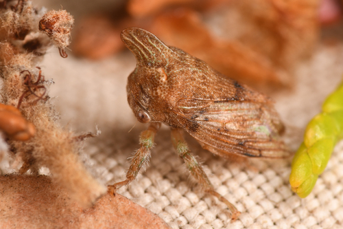 Platycotis minax