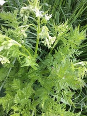 Chaerophyllum aureum